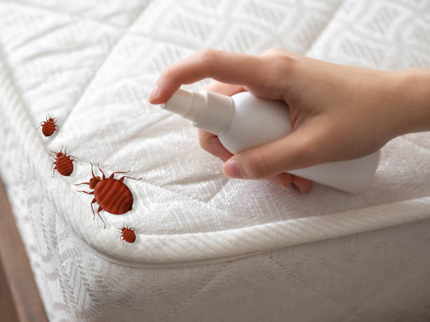 Best Ant Control Services  in Hawaiian Beaches, HI