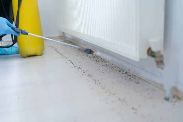 Professional Pest Control in Hawaiian Beaches, HI